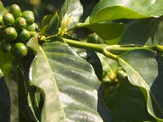 Плодовете на кафееното растение