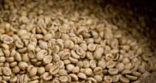 Семената на червените плодове на кафето се извличат и сушат